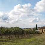 Villa Triturris vineyard