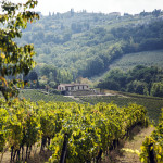 Villa Triturris vineyard